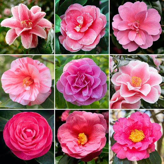 Camellia Pink