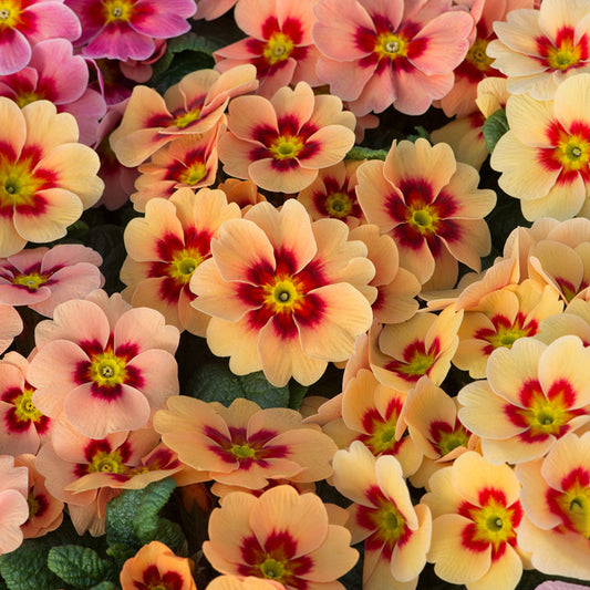 Primrose Peach Schnapps Bedding Plants