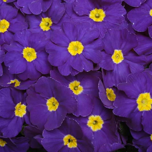 Primrose Blue Bedding Plants