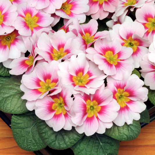 Primrose Apple Blossom Bedding Plants