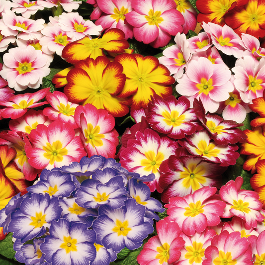 Primrose Bicolour Mixed Bedding Plants