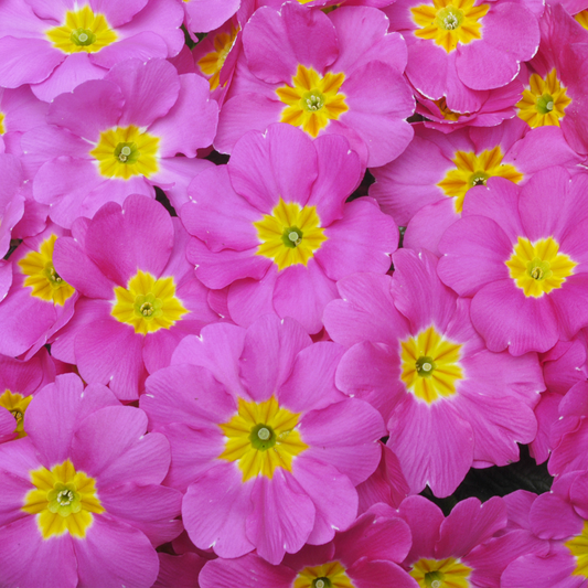 Primrose Pink Bedding Plants