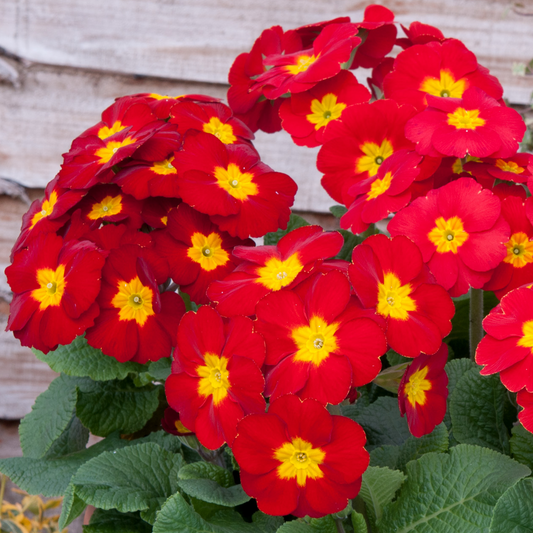 Primrose Red Bedding Plants