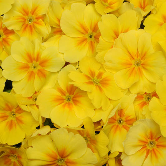 Primrose Yellow Orange Eye Bedding Plants