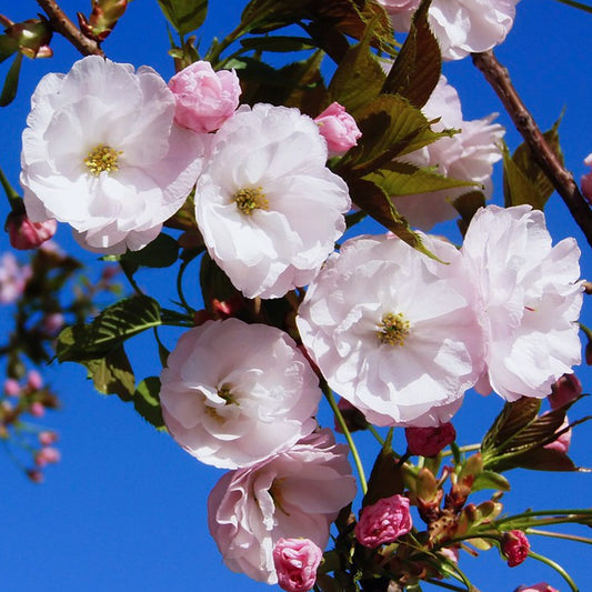 Prunus 'Gotemba'