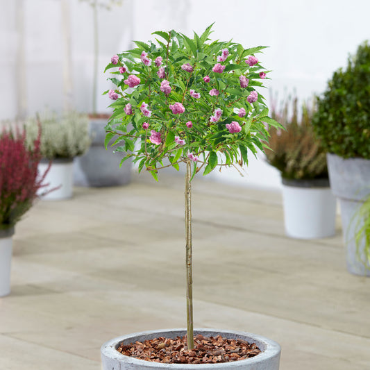 Prunus 'Kiku-shidare-zakura' Patio Tree