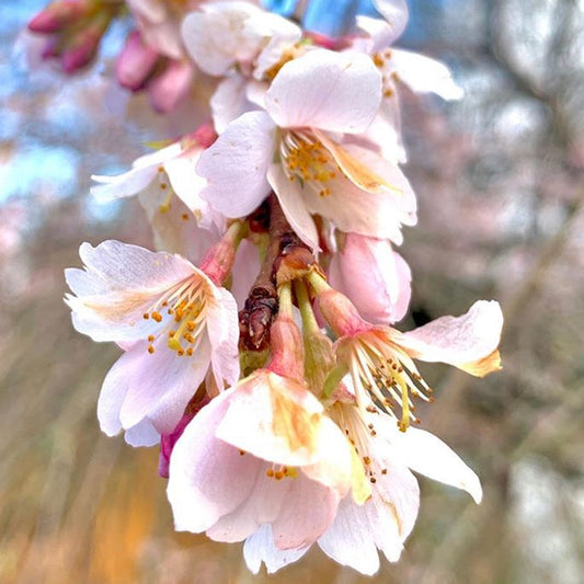 Prunus 'Marie Mallet'