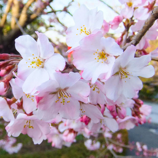 Prunus incisa 'Otome'