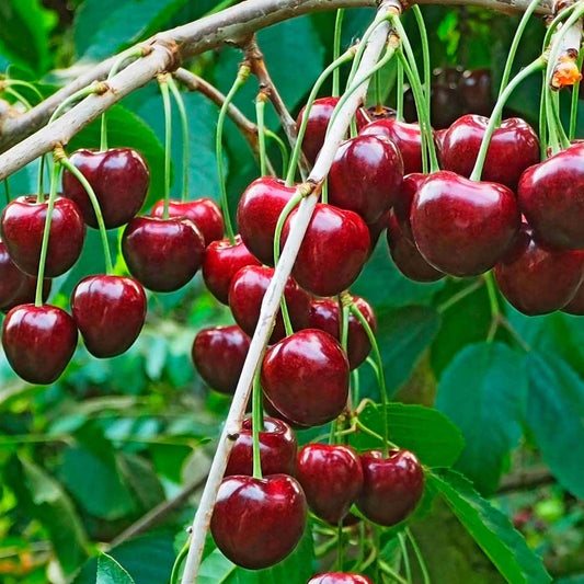 Cherry 'Regina' Patio Tree