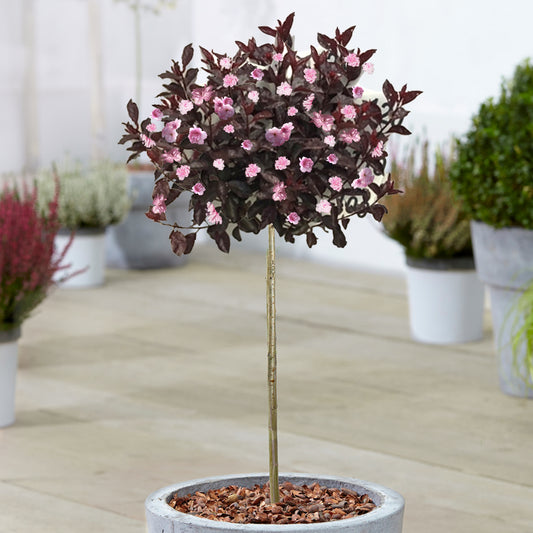 Prunus 'Royal Burgundy' Patio Tree