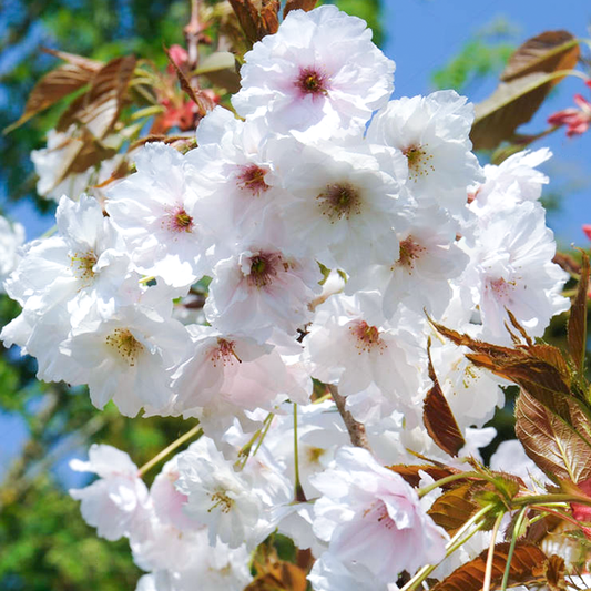 Prunus 'Fragrant Cloud'