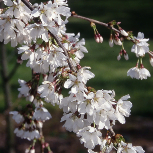 Prunus 'Snow Showers'