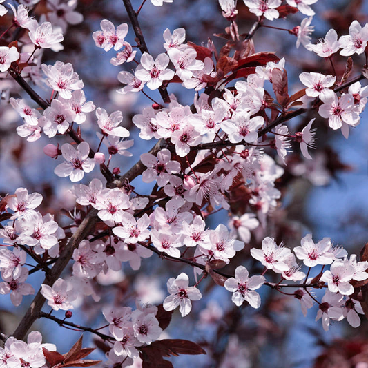 Prunus 'Princess'