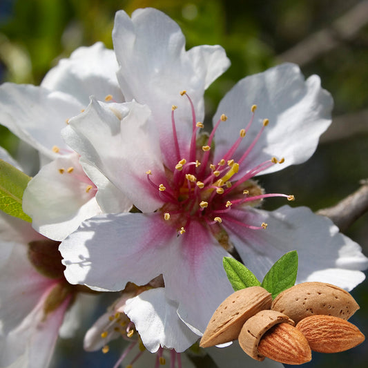 Prunus dulcis