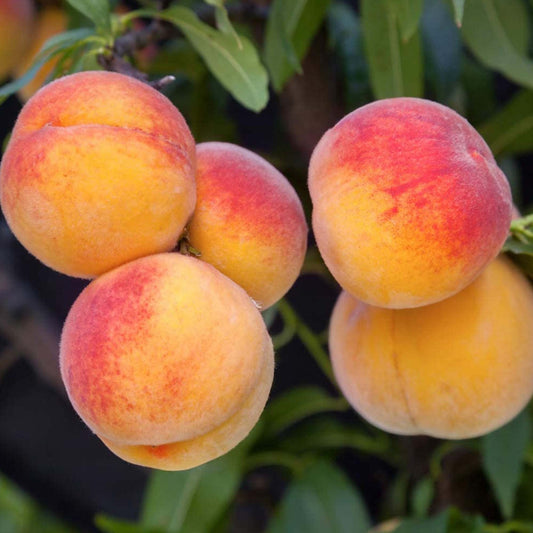 Peach 'Suncrest' Patio Tree