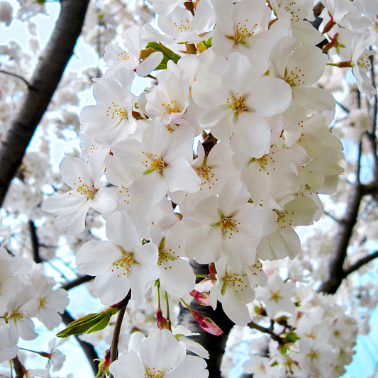 Prunus 'Shidare-Yoshino'