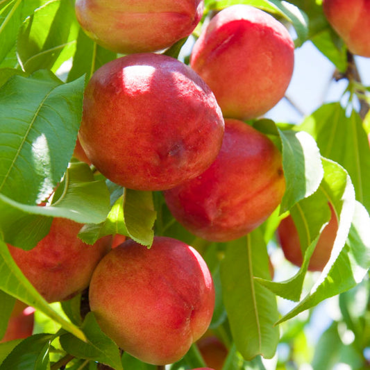 Nectarine nucipersica Patio Tree