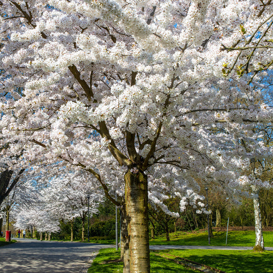 Prunus 'Ivensii'