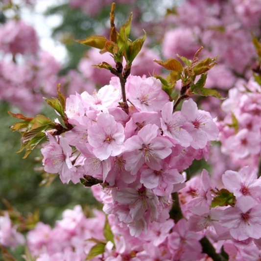 Prunus 'Jacqueline'