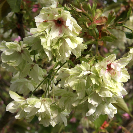 Prunus 'Royal Flame'