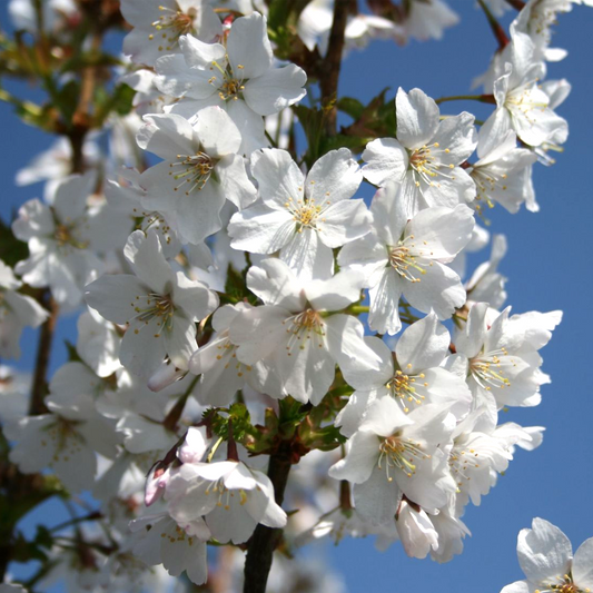 Prunus 'Brilliant'