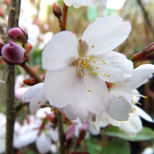 Prunus 'Spire'