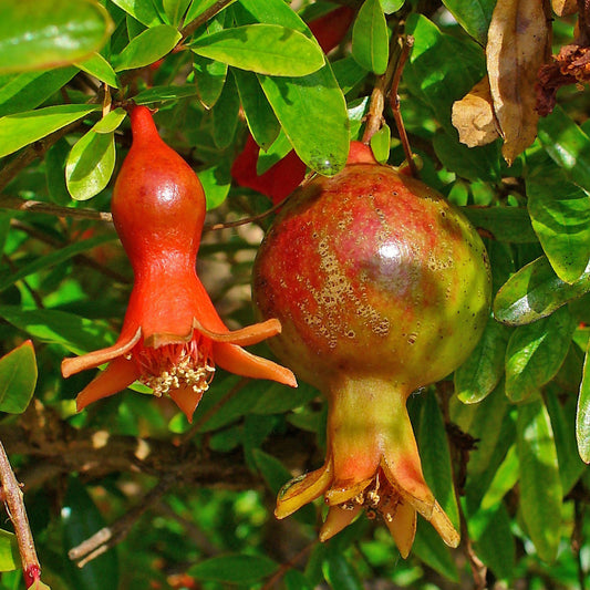 Pomegranate