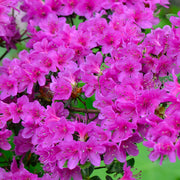 Azalea 'Purple'