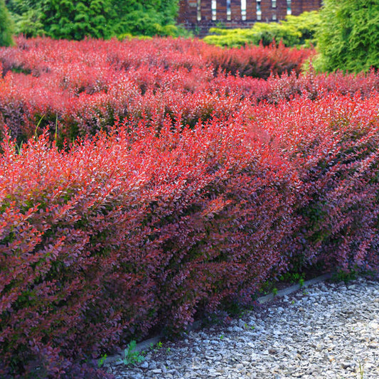 Purple Barberry Bare Root Hedge