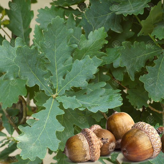 Quercus robur