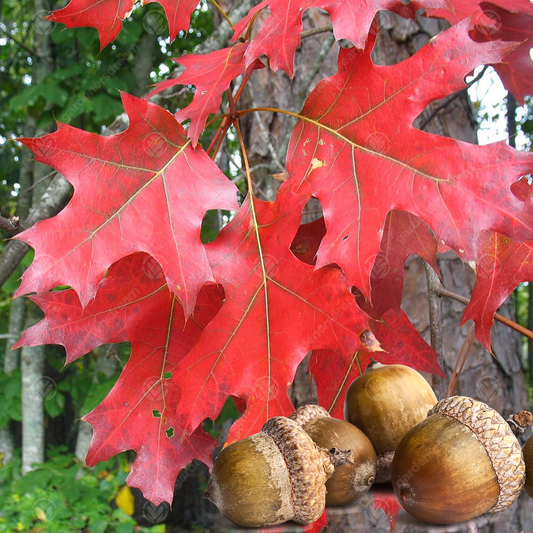 Quercus rubra