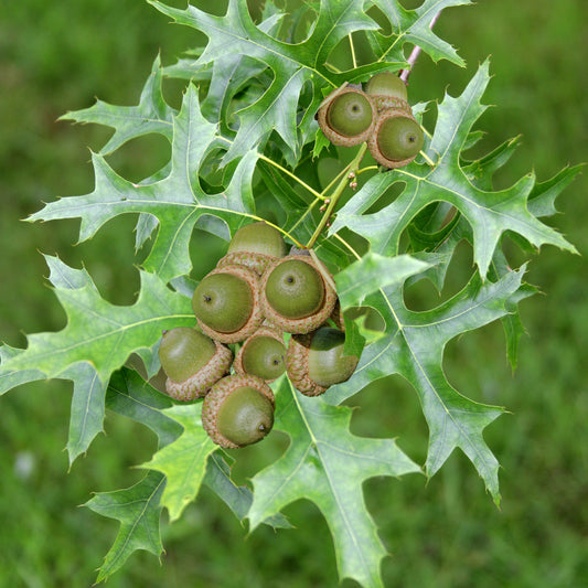 Quercus palustris