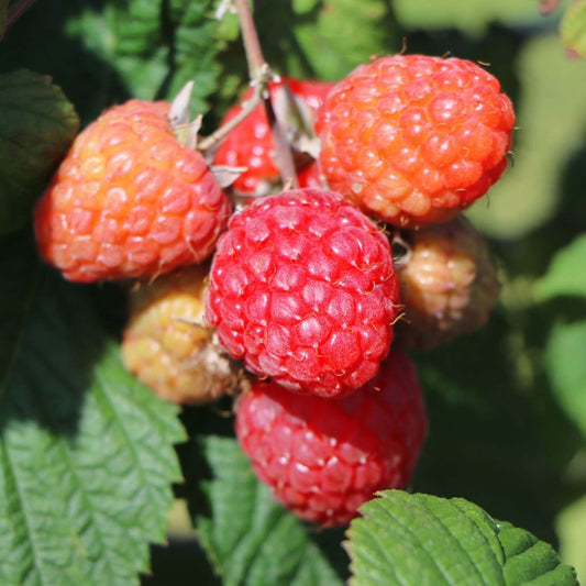 Raspberry 'Bonbonberry Yummy'