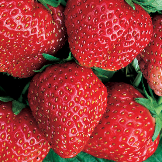 Strawberry 'Red Gauntlet' Bare Root Plants