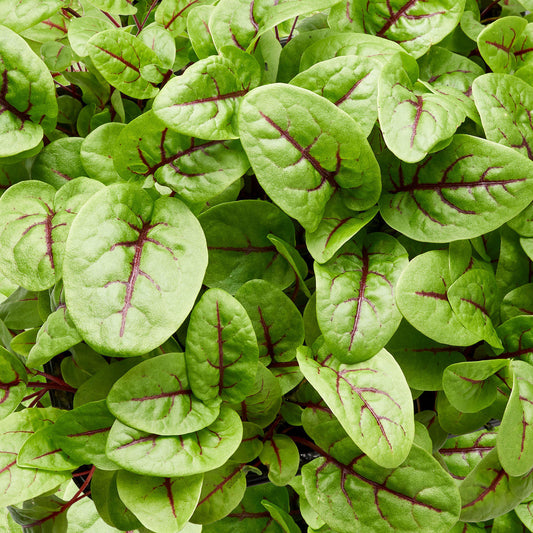 Sorrel Red-Veined