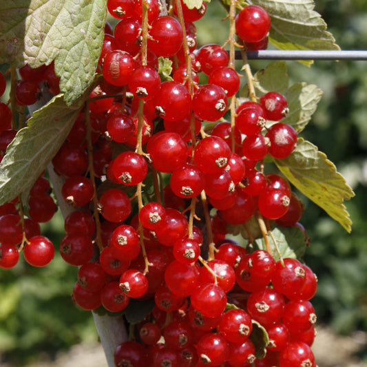 Redcurrant 'Rovada'