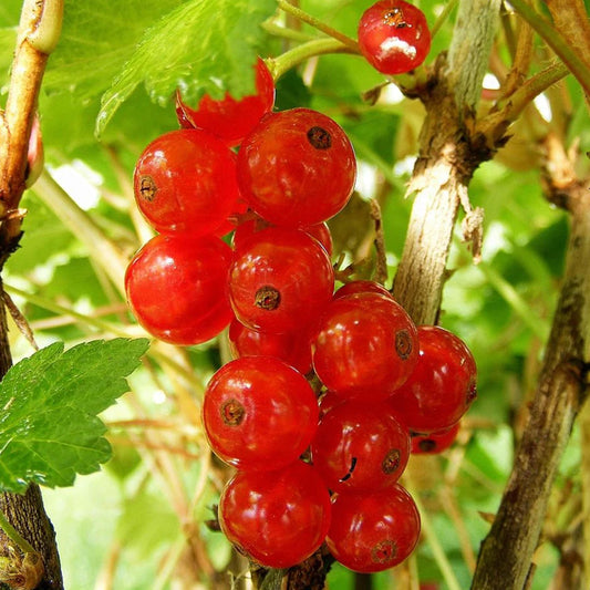 Redcurrant 'Rosetta'