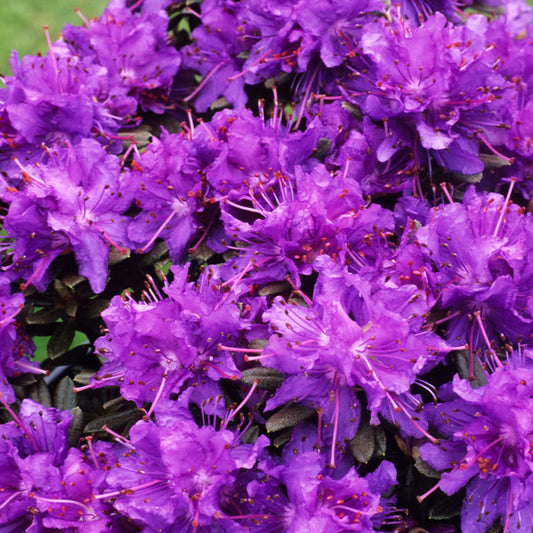 Rhododendron 'Azurika'