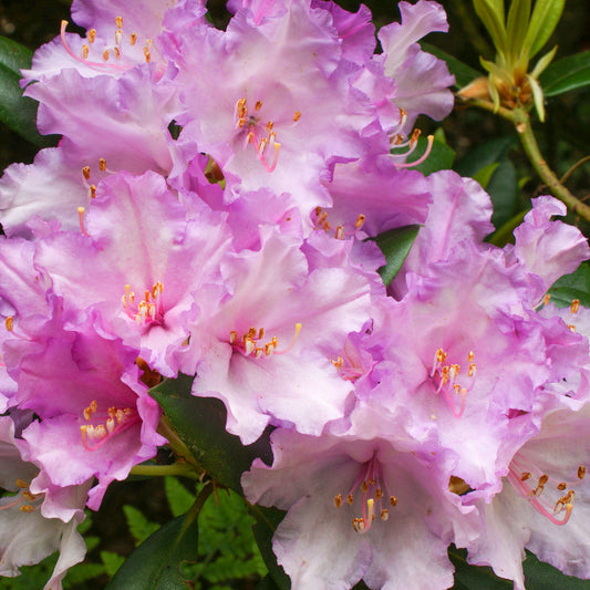 Rhododendron 'Caroline Allbrook'