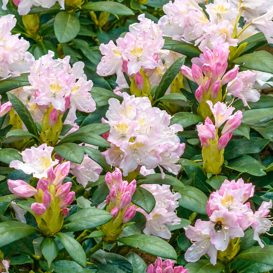 Rhododendron 'Percy Wiseman'