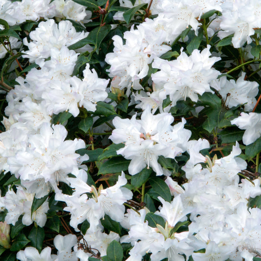 Rhododendron 'Dora Amateis'