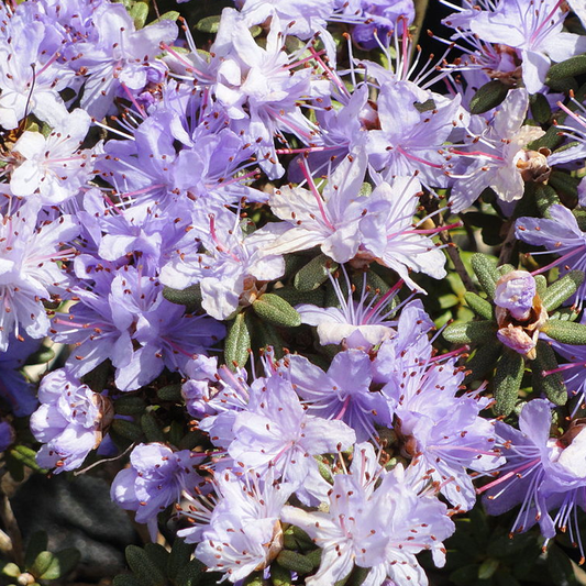 Rhododendron impeditum