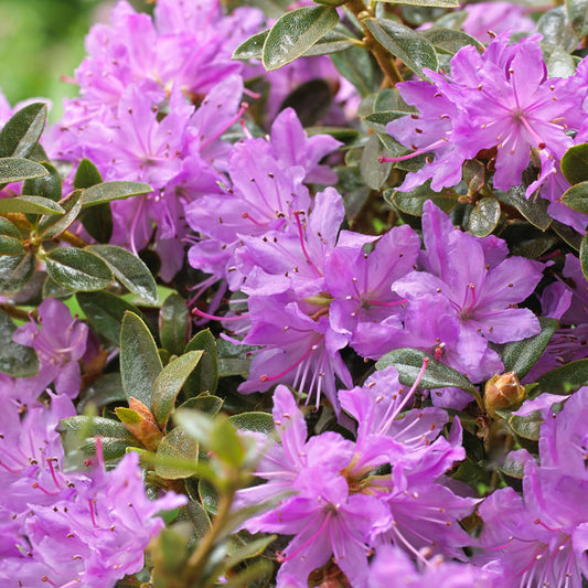 Rhododendron 'Moerheim'