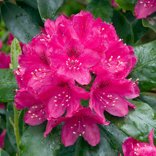 Rhododendron 'Nova Zembla'