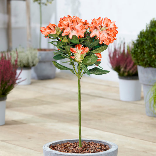 Orange Rhododendron Lollipop Patio Tree