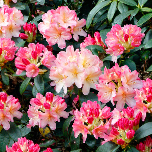 Rhododendron 'Cunningham's White'