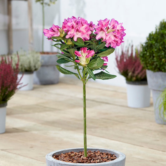 Pink Rhododendron Lollipop Patio Tree