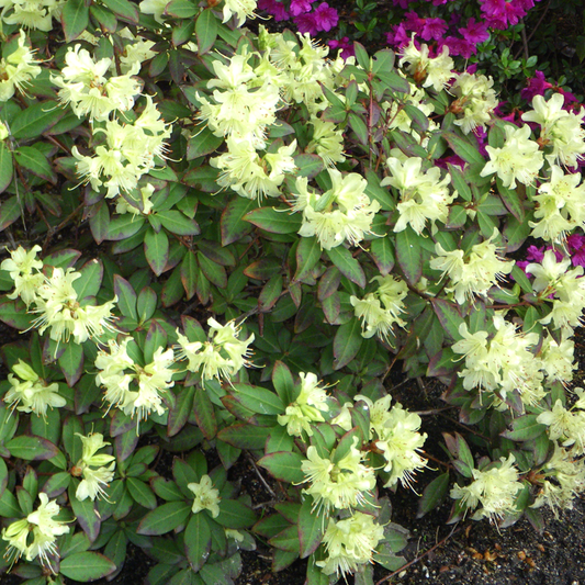 Rhododendron 'Princess Anne'