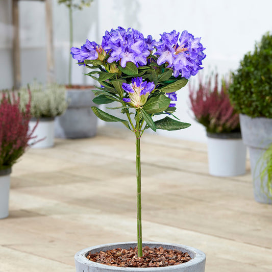 Purple Rhododendron Lollipop Patio Tree