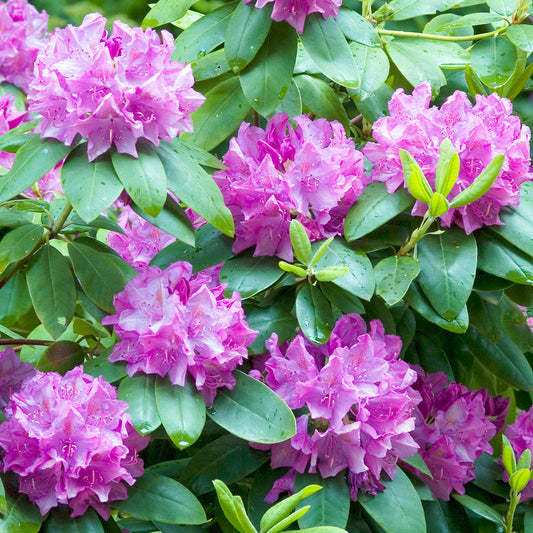 Rhododendron 'Roseum Elegans'